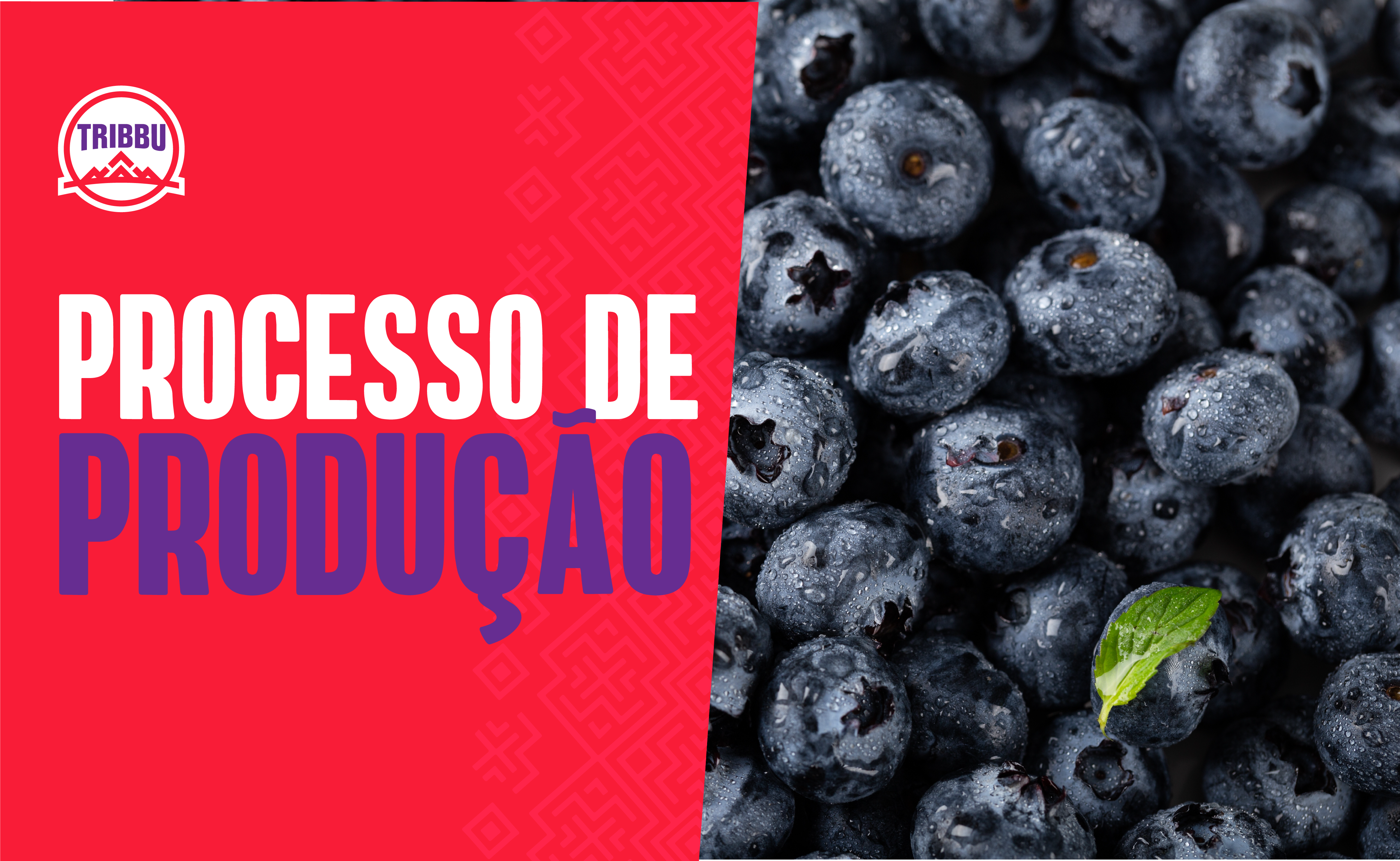 You are currently viewing Açaí Tribbu: entenda o processo de produção do pé ao copo